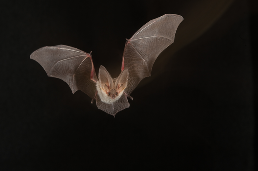 Auf den Spuren der Fledermäuse